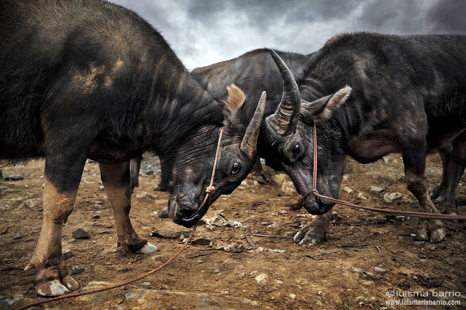 buffalo fight 